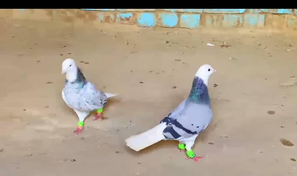 Pigeons 0