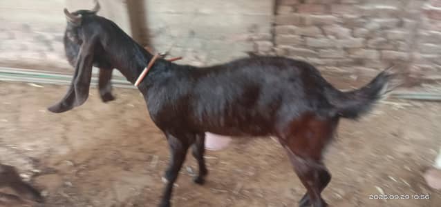 Top Quality Brown Bakra 14 months - bharai ke lie best h - 2 dant