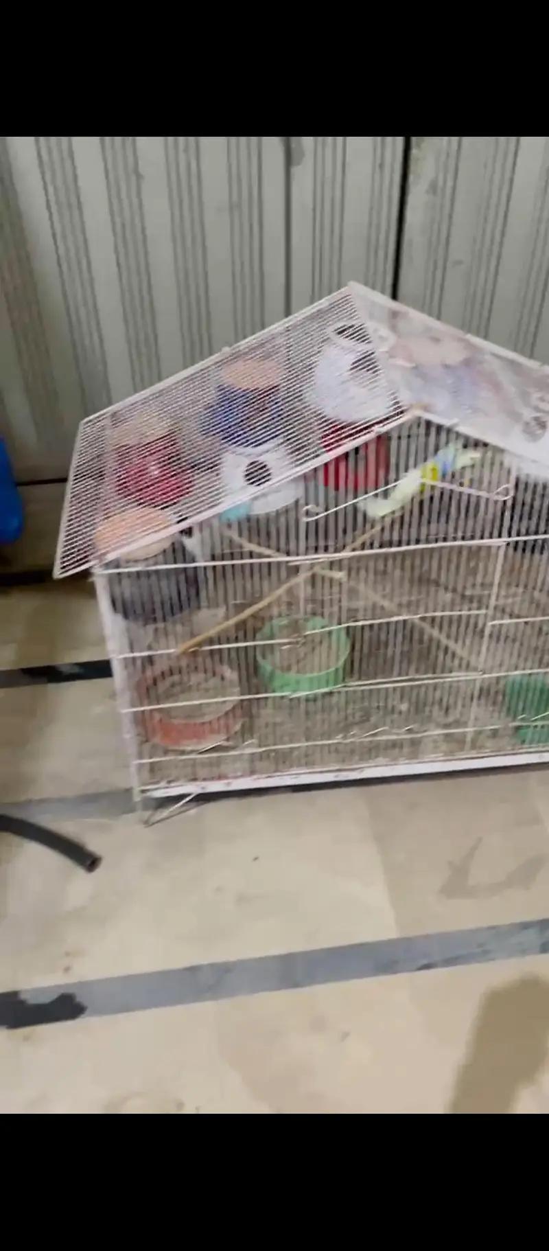 Australian yellow red — photo 3