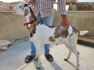 bakra