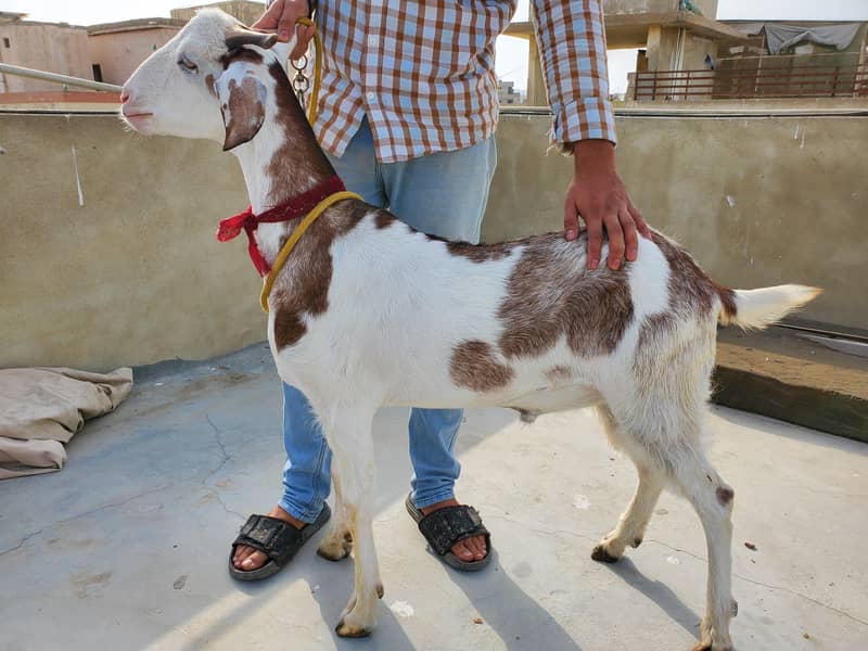 bakra 0