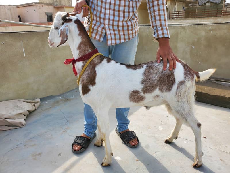 bakra 1