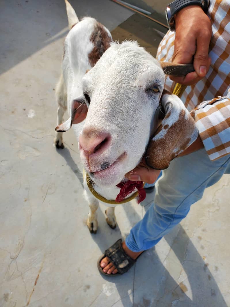 bakra 2