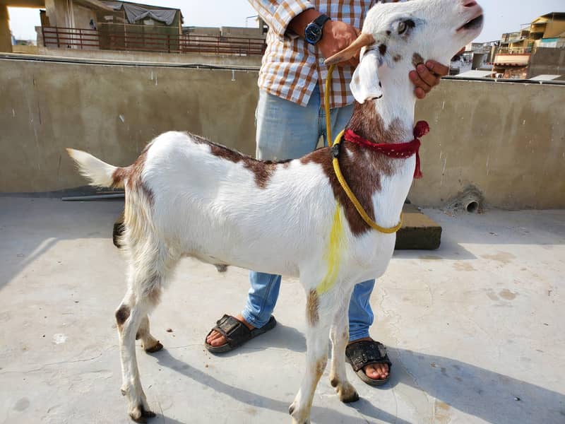 bakra 3