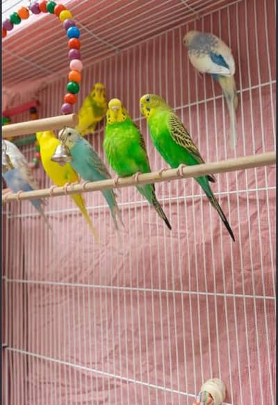 budgie 1 female 1500