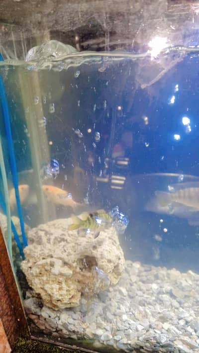 one piece oscar 2 pieace golden and 3 other fishes. . .
