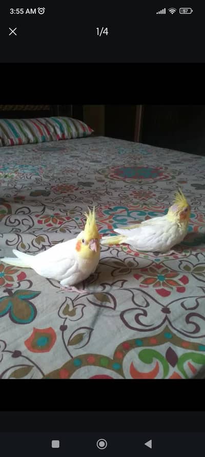 cocktail chicks for hand tame or Lovebird piar. .