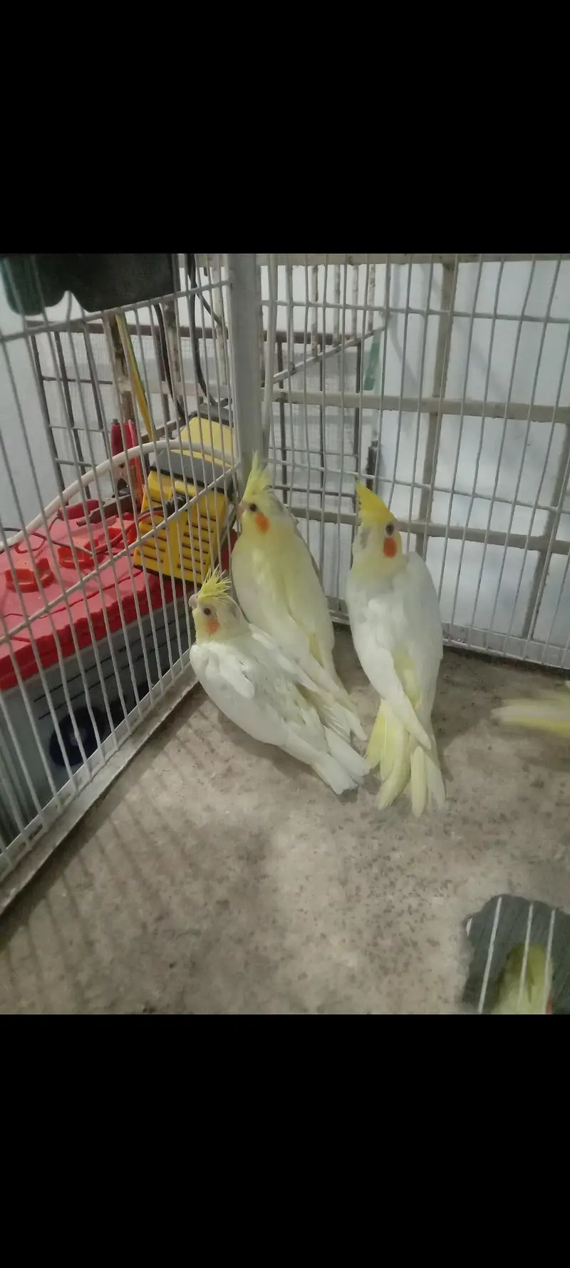 cocktail chicks for hand tame or Lovebird piar. . — photo 2