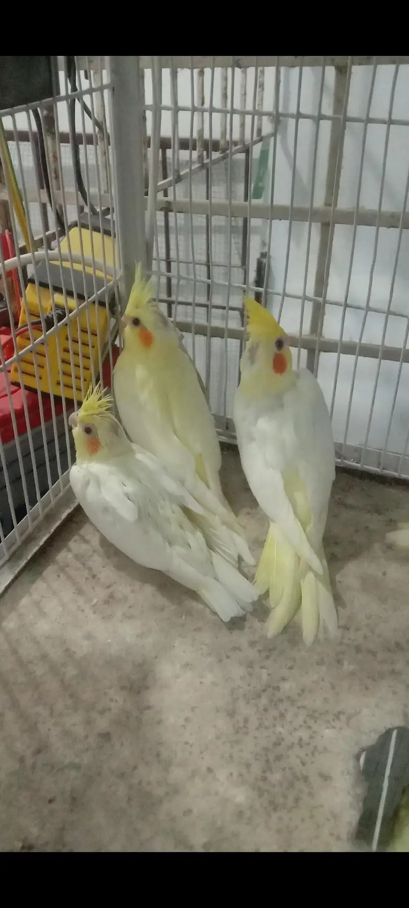 cocktail chicks for hand tame or Lovebird piar. . — photo 3