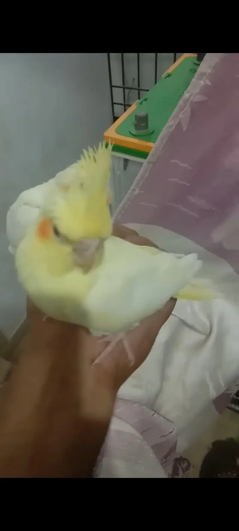 cocktail chicks for hand tame or Lovebird piar. . — photo 4