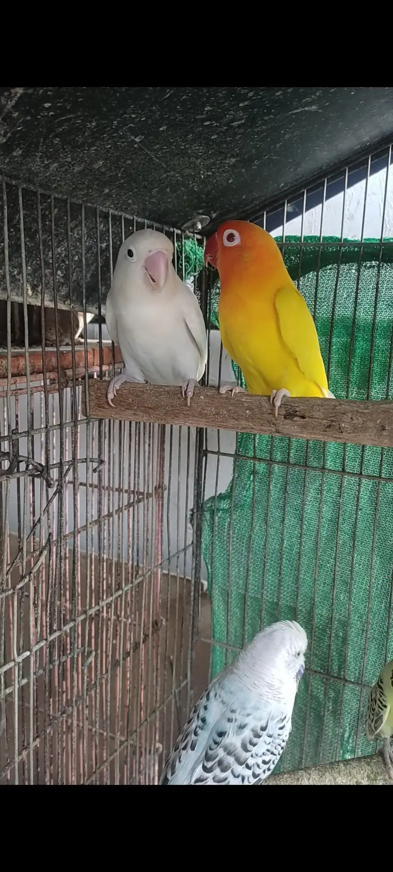 cocktail chicks for hand tame or Lovebird piar. . — photo 5