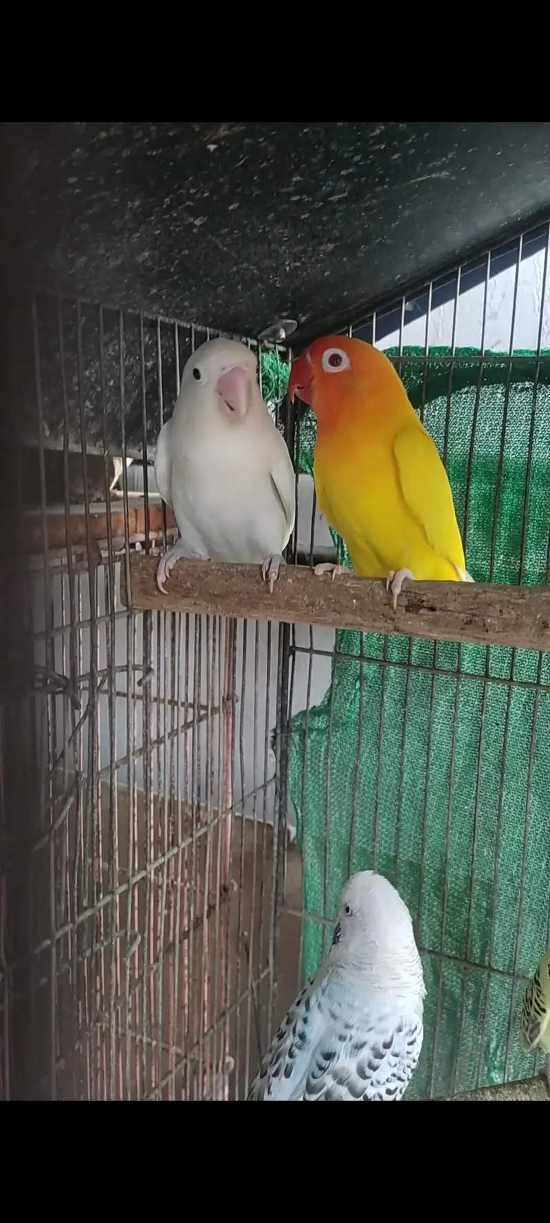 cocktail chicks for hand tame or Lovebird piar. . — photo 6