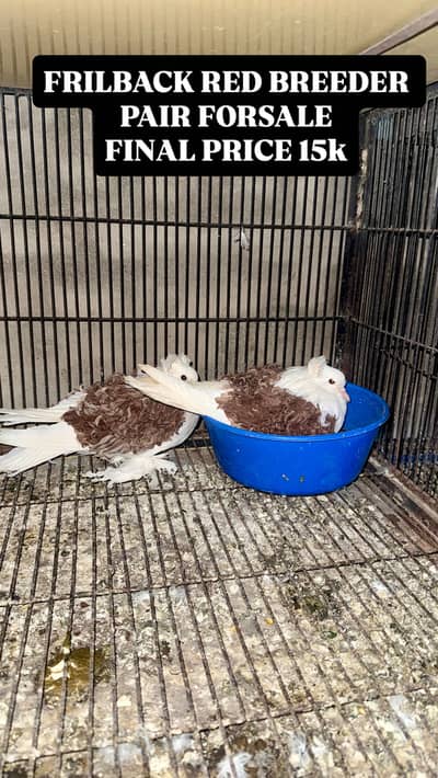 BREEDER PAIR FOR SALE FINAL PRICE SERIOUS BUYER CONTACT ONLY