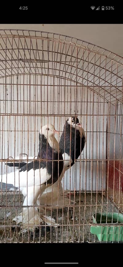 gubara breeder pair good quality 03155767048 wattsapp
