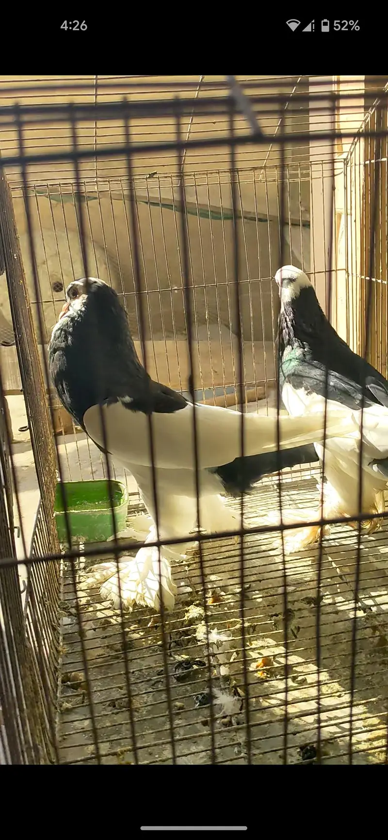 gubara breeder pair good quality 03155767048 wattsapp — photo 2