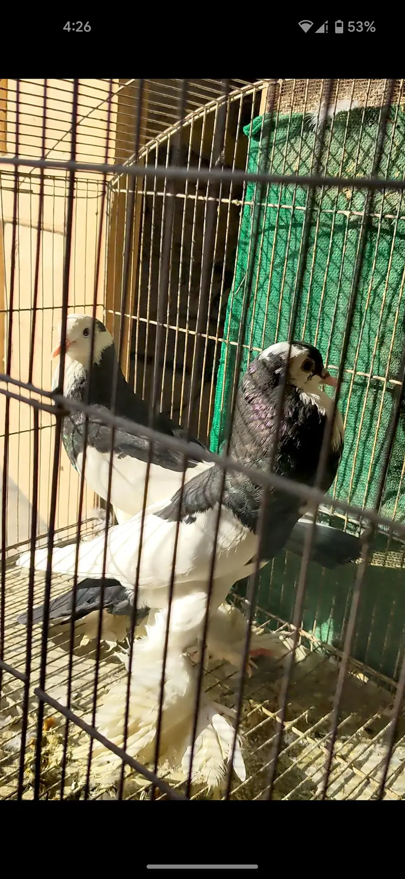gubara breeder pair good quality 03155767048 wattsapp — photo 3