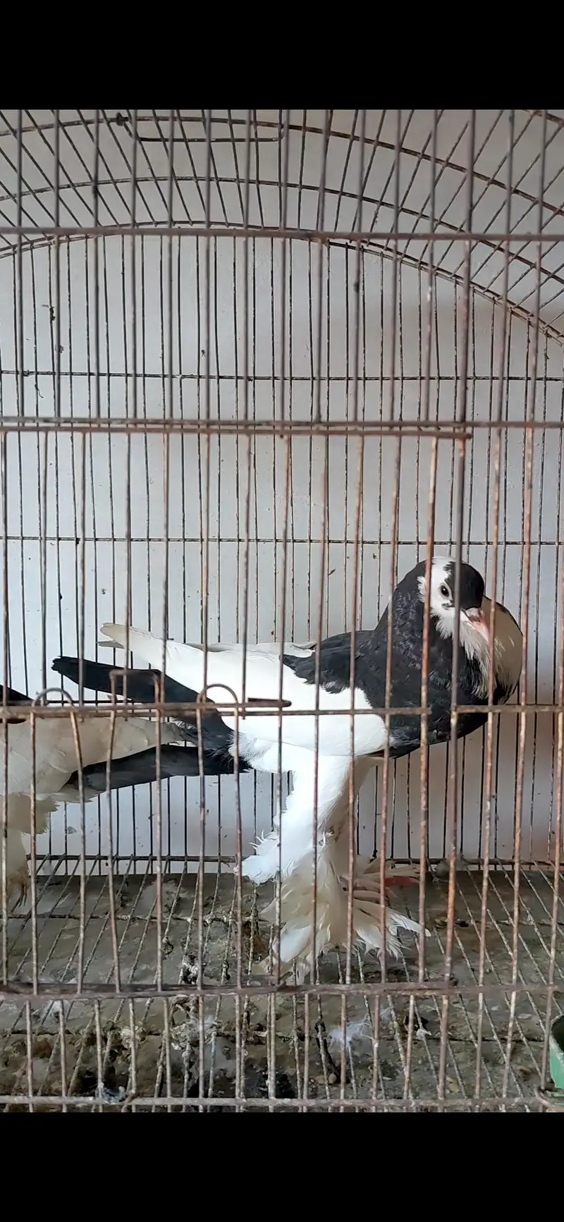 gubara breeder pair good quality 03155767048 wattsapp — photo 4