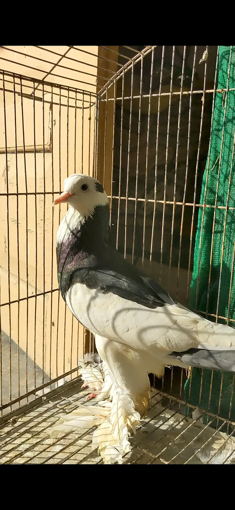 gubara breeder pair good quality 03155767048 wattsapp — photo 5
