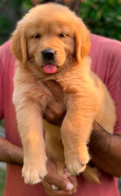 Pedigree Golden Retriever
