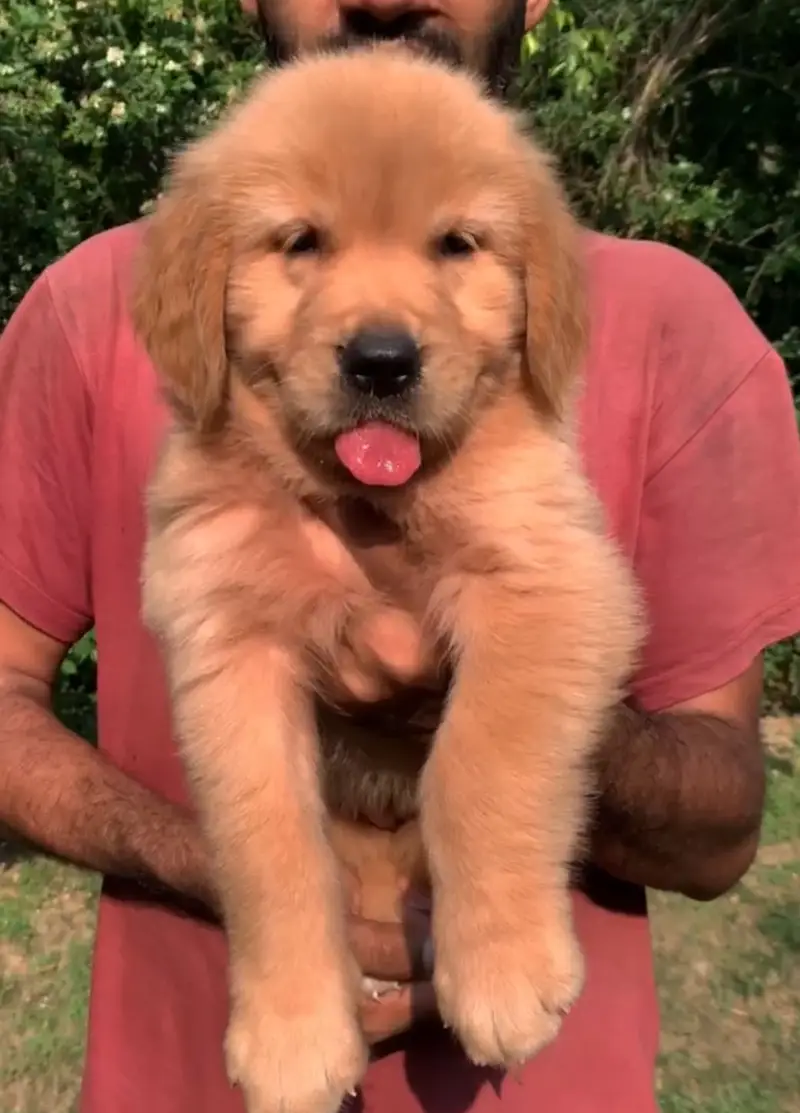Pedigree Golden Retriever — photo 2