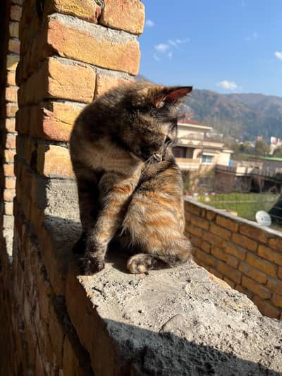 mother with kittens available