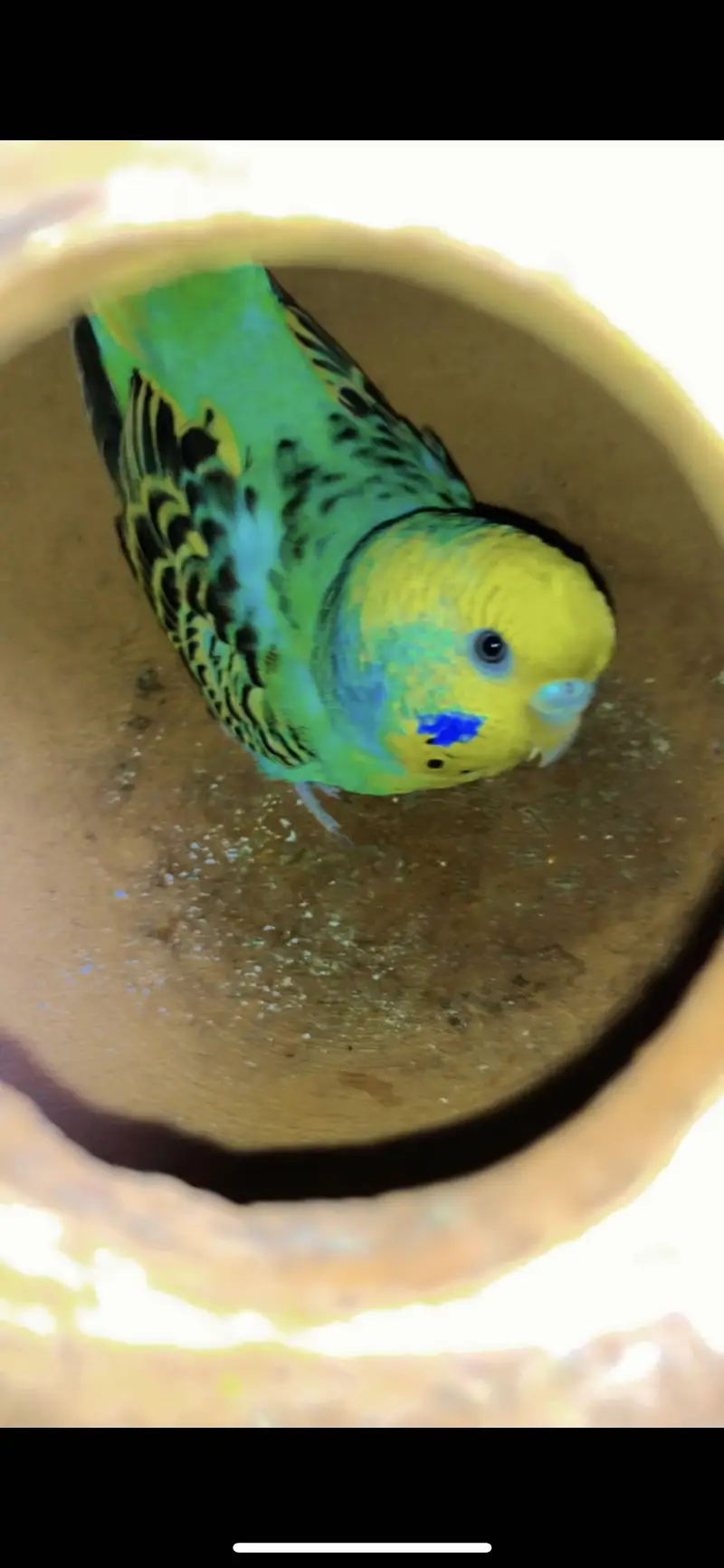 2 breedar pair budgie king saiz ek pair cocktail paid 100% breedar — photo 2