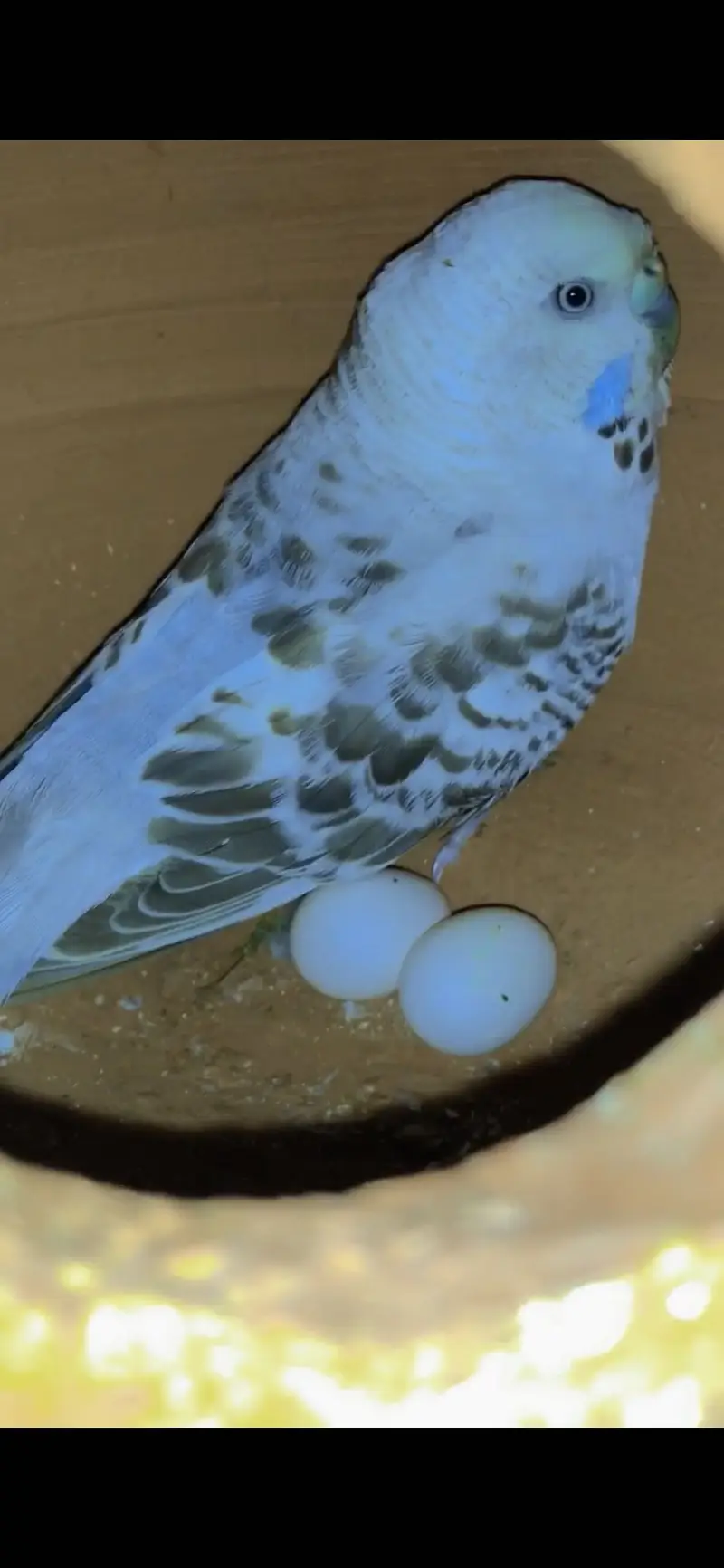 2 breedar pair budgie king saiz ek pair cocktail paid 100% breedar — photo 3