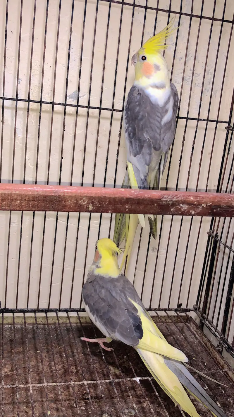 2 breedar pair budgie king saiz ek pair cocktail paid 100% breedar — photo 4