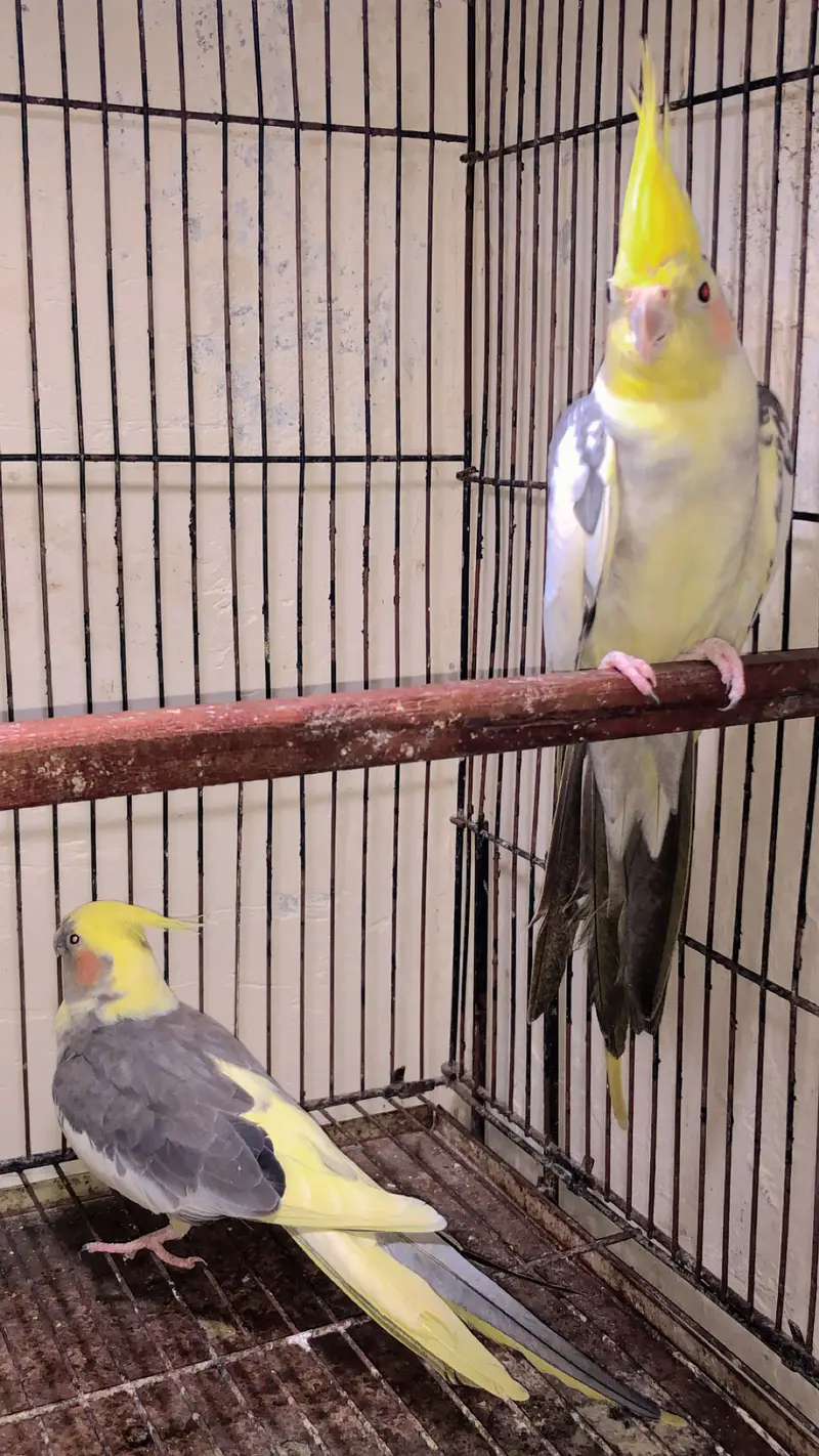 2 breedar pair budgie king saiz ek pair cocktail paid 100% breedar — photo 5