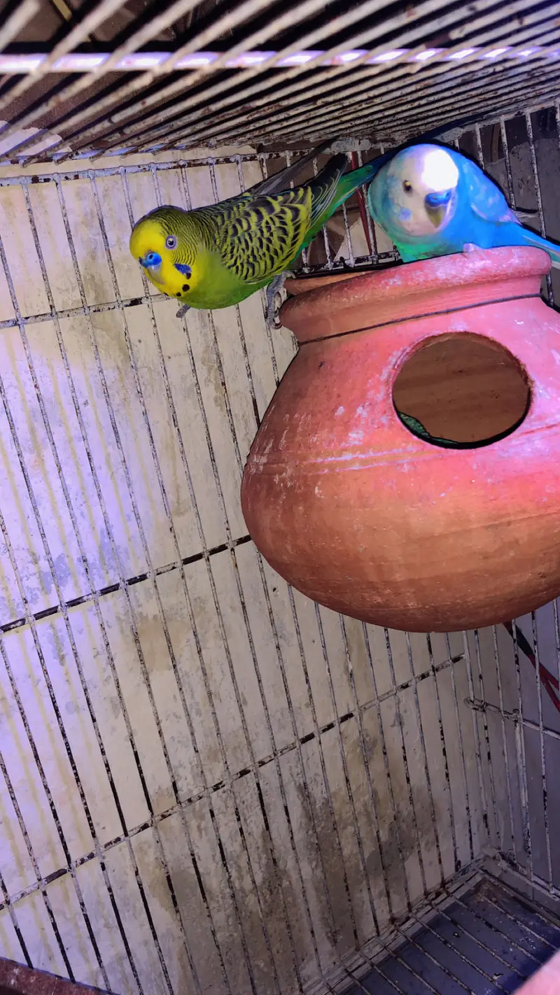 2 breedar pair budgie king saiz ek pair cocktail paid 100% breedar — photo 6