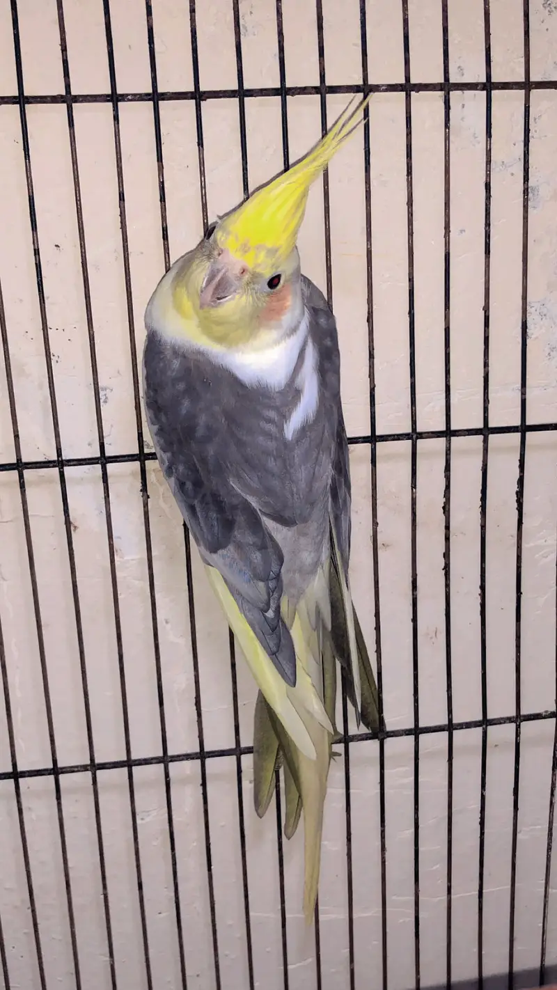 2 breedar pair budgie king saiz ek pair cocktail paid 100% breedar — photo 7