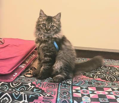 persian triple coat male
