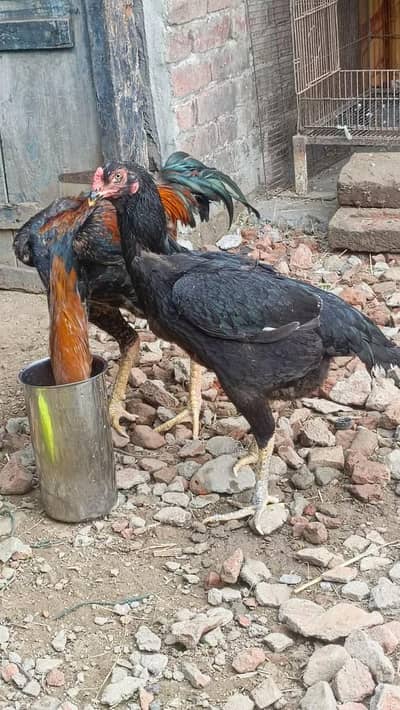 Shamo Aseel pair for sale | Heavy Bone Cock & Breeder / Chicks