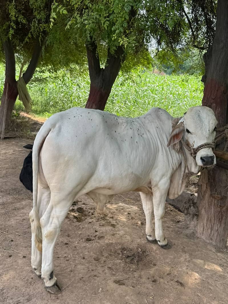 Cholistani Bachaa 0
