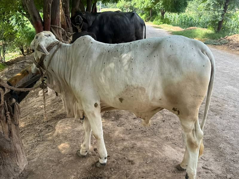 Cholistani Bachaa 1