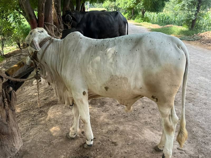 Cholistani Bachaa 2
