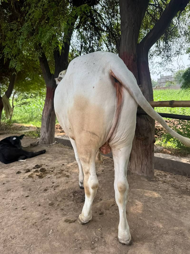 Cholistani Bachaa 3