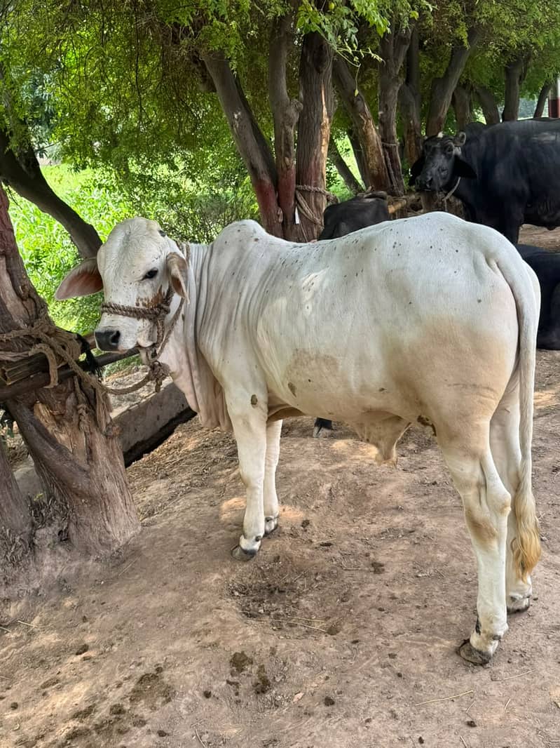Cholistani Bachaa 4