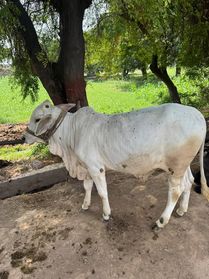Cholistani Bachaa 5