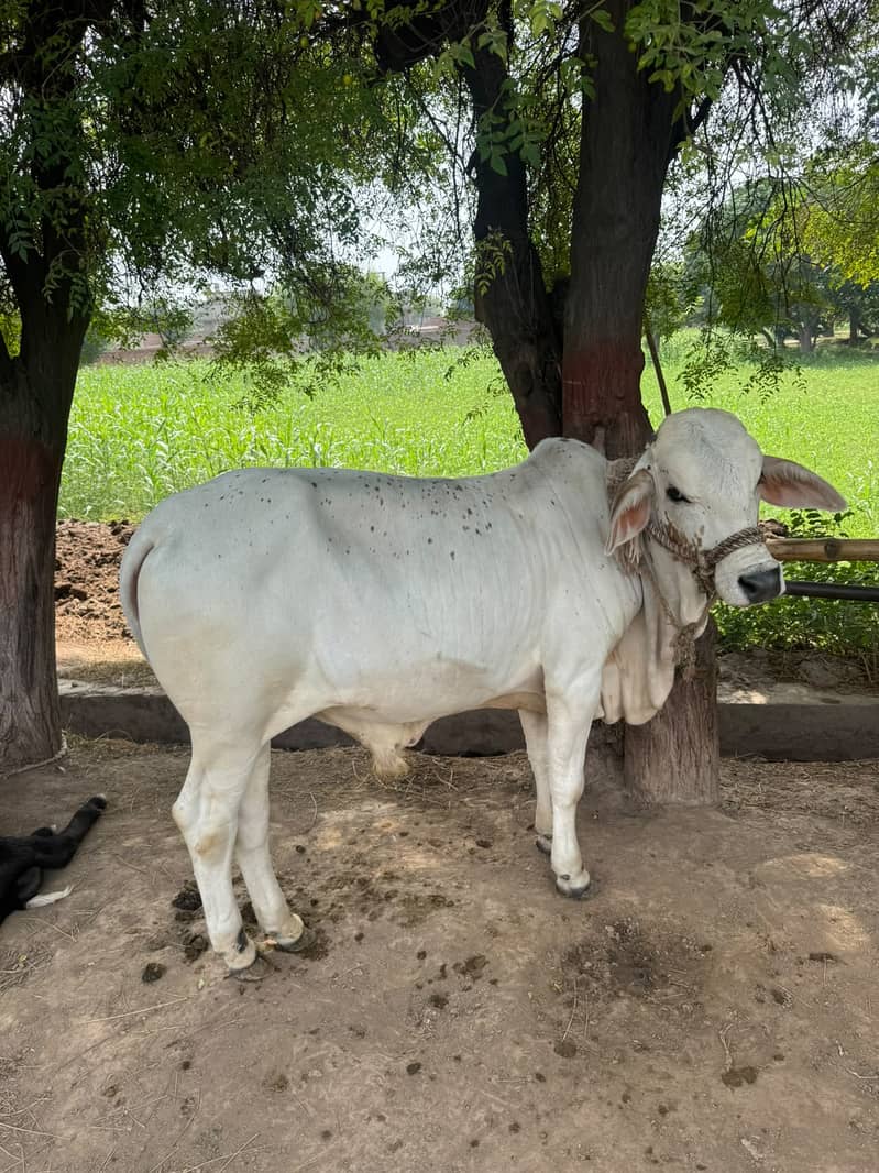 Cholistani Bachaa 6