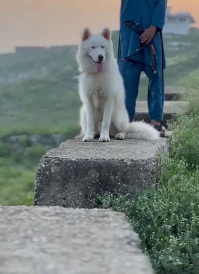 wooly coat white husky