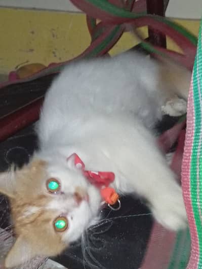 Orange+white beautiful cat