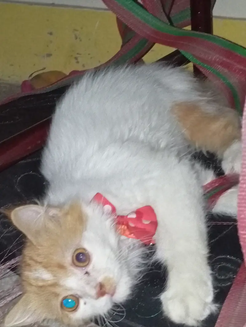 Orange+white beautiful cat — photo 2