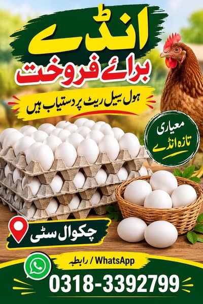 fresh eggs balkh tatad main available hai koye bhi Bhai rabta kar sgta