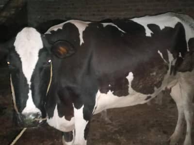 Friesian cross cow for sale