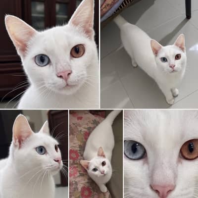 Beautiful White Female Cat | Unique Odd Eyes | Short Hair