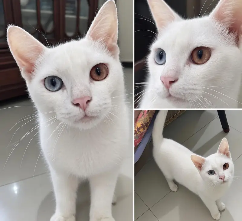 Beautiful White Female Cat | Unique Odd Eyes | Short Hair — photo 2