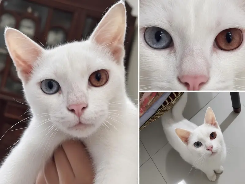 Beautiful White Female Cat | Unique Odd Eyes | Short Hair — photo 3