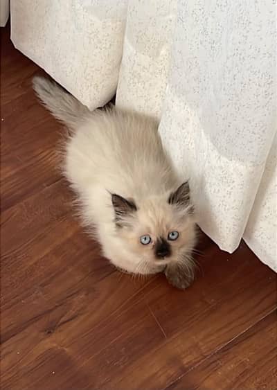 Pure Ragdoll Kittens for sale