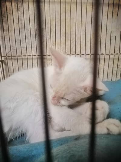 . my cat baby so cute Iss ko koi masla nahi ha na ya benar ha